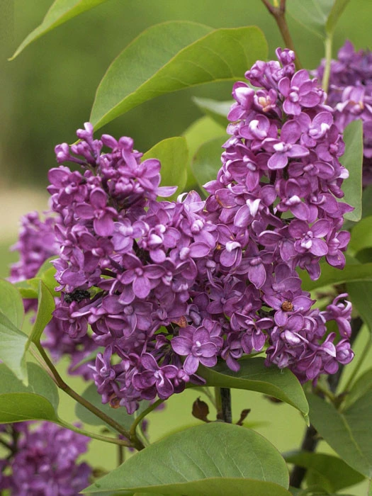 Syringa Vulgaris 'Charles Joly', Edel-Flieder 1 Syringa Vulgaris 'Charles Joly', Edel-Flieder