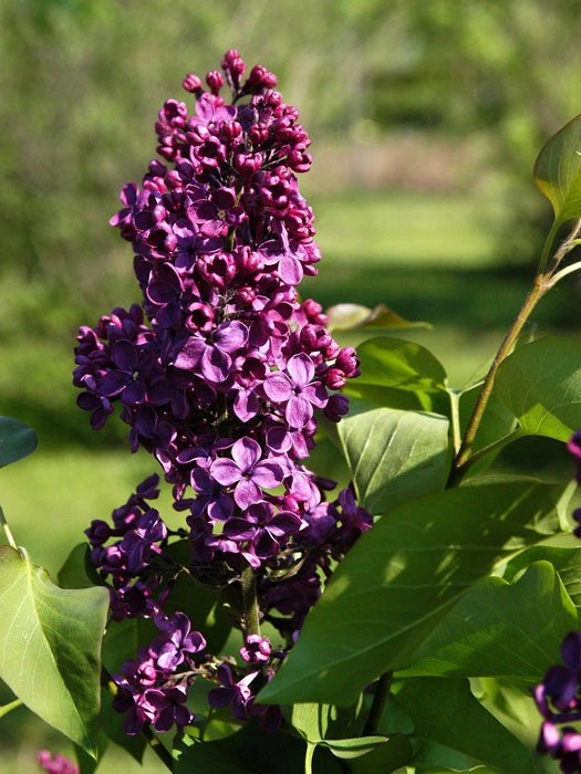 Syringa Vulgaris 'Andenken An Ludwig Späth' 1 Syringa Vulgaris 'Andenken An Ludwig Späth'