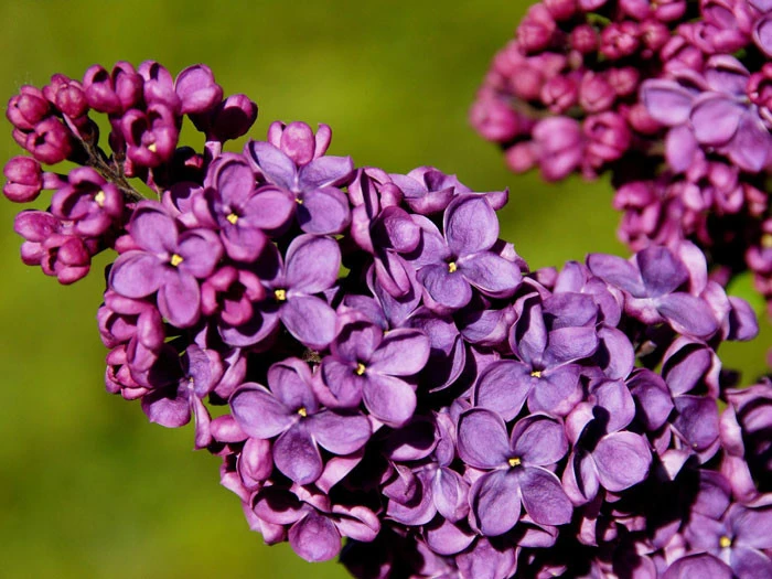 Syringa Vulgaris 'Andenken An Ludwig Späth' 2 Syringa Vulgaris 'Andenken An Ludwig Späth' – Bild 2