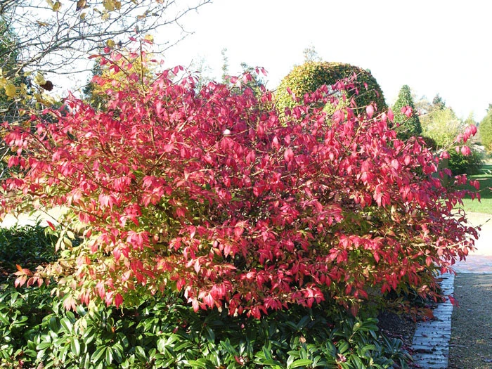Euonymus Alatus, Flügel-Spindelstrauch 3 Euonymus Alatus, Flügel-Spindelstrauch – Bild 3