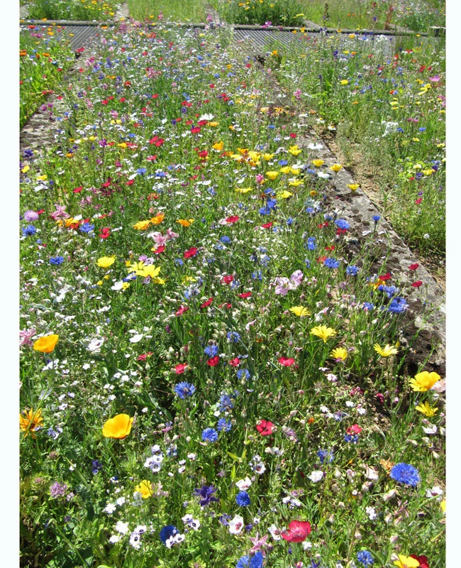 Blumenwiese - Franziskus Mischung 2 Blumenwiese - Franziskus Mischung – Bild 2