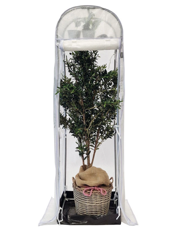 Frost-Schutzhaus SNOW (Art.Nr. V29933) 1 Frost-Schutzhaus SNOW (Art.Nr. V29933)