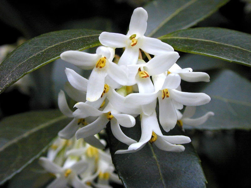 Osmanthus Burkwoodii, Frühlings-Duftblüte 1 Osmanthus Burkwoodii, Frühlings-Duftblüte