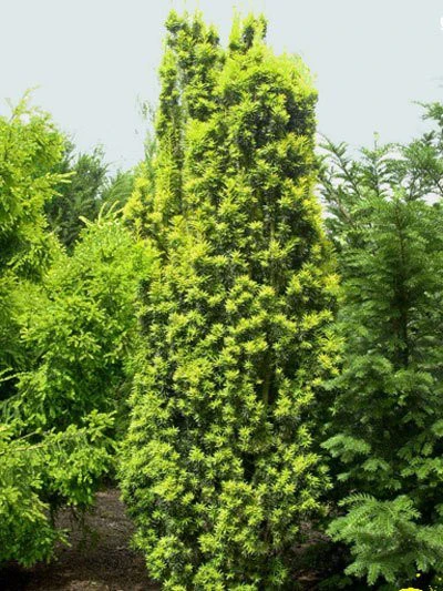 Taxus Baccata 'Fastigiata Aureomarginata' 1 Taxus Baccata 'Fastigiata Aureomarginata'