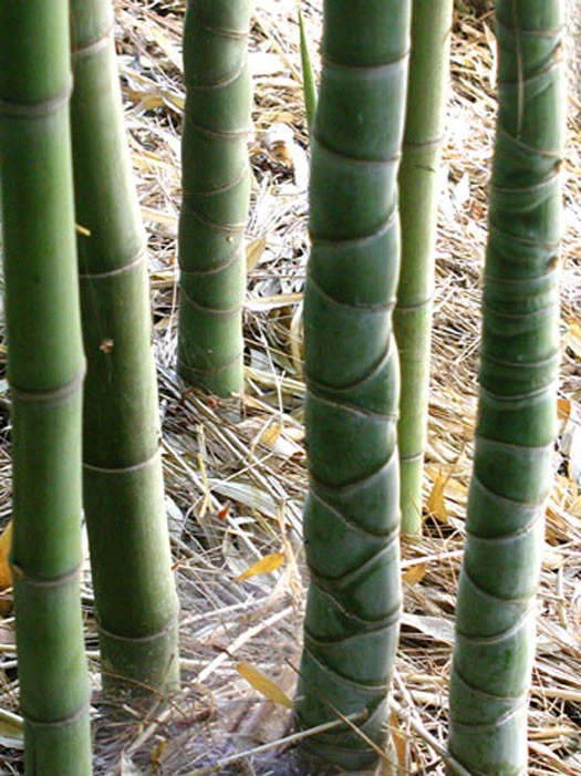 Phyllostachys Aurea, Gelber Bambus 6 Phyllostachys Aurea, Gelber Bambus – Bild 6