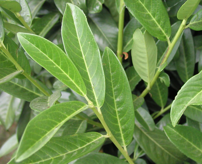 Prunus Laurocerasus Genolia® 'Mariblon', Säulenförmiger Kirschlorbeer 3 Prunus Laurocerasus Genolia® 'Mariblon', Säulenförmiger Kirschlorbeer – Bild 3