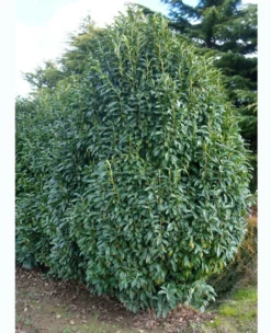 Prunus Laurocerasus Genolia® 'Mariblon', Säulenförmiger Kirschlorbeer 10 Prunus Laurocerasus Genolia® 'Mariblon', Säulenförmiger Kirschlorbeer -Gartenbedarfs Geschäft genolia solitaer 1280x1280
