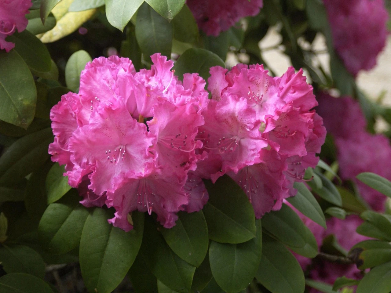 Rhododendron 'Germania' 3 Rhododendron 'Germania' – Bild 3