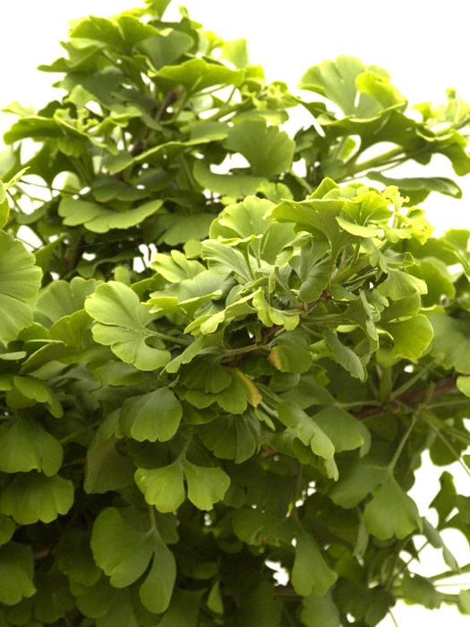 Ginkgo Biloba 'Mariken', Zwerg-Fächerblattbaum 1 Ginkgo Biloba 'Mariken', Zwerg-Fächerblattbaum