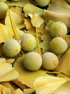 Ginkgo Biloba, Fächerblattbaum, Ginkgobaum -Gartenbedarfs Geschäft ginkgo frucht 1280x1280