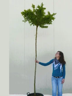 Ginkgo Biloba Mariken, Kugel-Ginkgo - Hochstamm 7 Ginkgo Biloba Mariken, Kugel-Ginkgo - Hochstamm -Gartenbedarfs Geschäft ginkgo mariken hochstamm 1280x1280