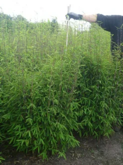 Fargesia Nitida - Neue Saat - Glänzender Schirm-Bambus 5 Fargesia Nitida - Neue Saat - Glänzender Schirm-Bambus -Gartenbedarfs Geschäft glaenzender schirm bambus 1280x1280