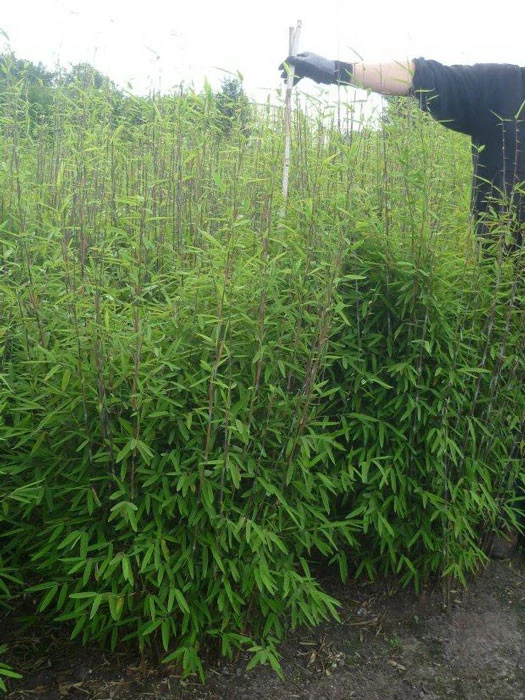 Fargesia Nitida - Neue Saat - Glänzender Schirm-Bambus 3 Fargesia Nitida - Neue Saat - Glänzender Schirm-Bambus – Bild 3