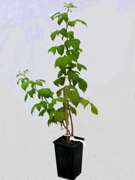 Brom-/Himbeere 'Glen Coe' 2 Brom-/Himbeere 'Glen Coe' – Bild 2