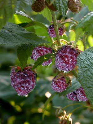 Brom-/Himbeere 'Glen Coe' 1 Brom-/Himbeere 'Glen Coe'