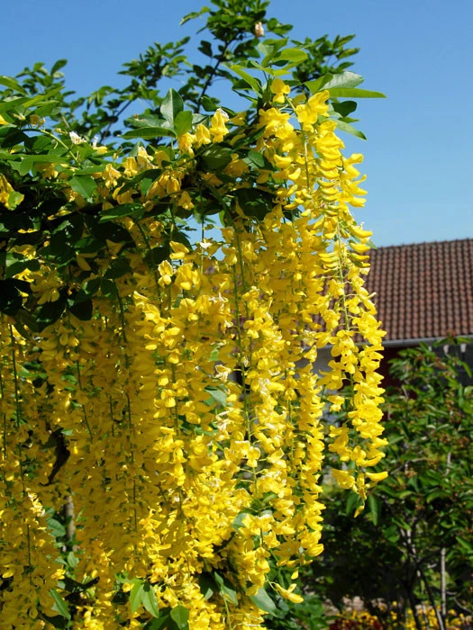 Laburnum Watereri 'Vossii', Edel-Goldregen 1 Laburnum Watereri 'Vossii', Edel-Goldregen