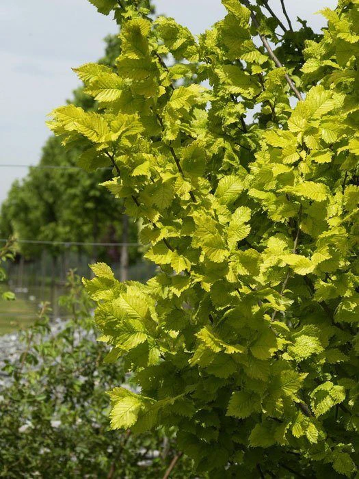 Ulmus Carpinifolia 'Wredei', Goldulme 2 Ulmus Carpinifolia 'Wredei', Goldulme – Bild 2