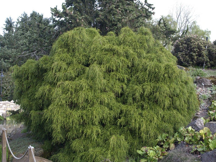 Chamaecyparis Pisifera 'Filifera Nana', Grüne Zwerg-Fadenzypresse 3 Chamaecyparis Pisifera 'Filifera Nana', Grüne Zwerg-Fadenzypresse – Bild 3