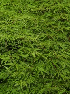 Acer Palmatum 'Dissectum', Grünblättriger Schlitzahorn