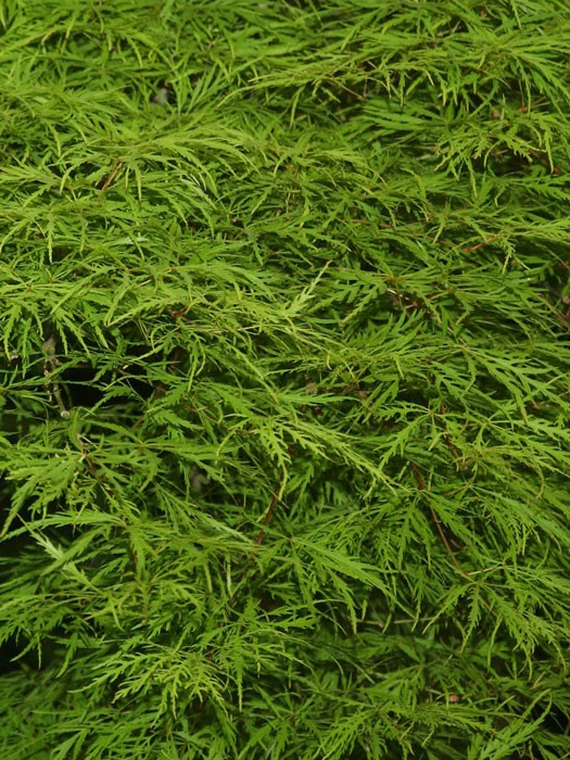 Acer Palmatum 'Dissectum', Grünblättriger Schlitzahorn 1 Acer Palmatum 'Dissectum', Grünblättriger Schlitzahorn