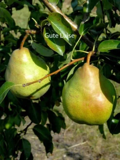 Familien-Birnbaum - Williams+Conference+Gute Luise+Nojabrskaja -Gartenbedarfs Geschäft gute luise 1280x1280