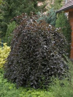 Fagus Sylvatica 'Purpurea Pendula', Schwarzrote Hängeblutbuche
