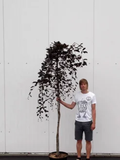 Fagus Sylvatica 'Purpurea Pendula', Schwarzrote Hängeblutbuche - Hochstamm 5 Fagus Sylvatica 'Purpurea Pendula', Schwarzrote Hängeblutbuche - Hochstamm -Gartenbedarfs Geschäft haengeblutbuche hochstamm 1280x1280