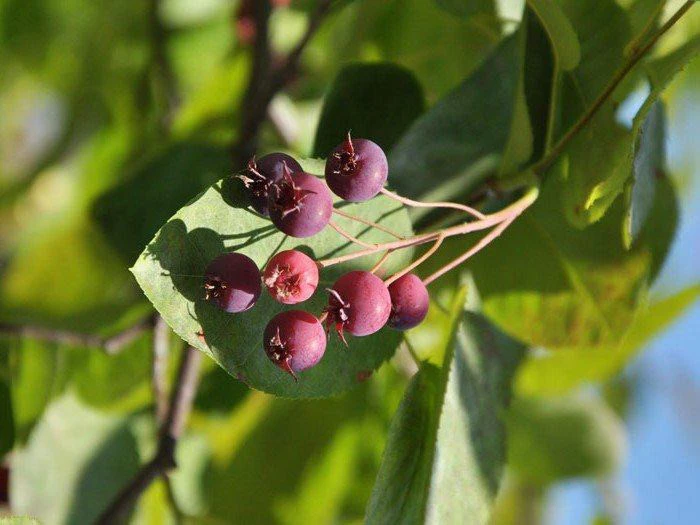 Amelanchier Laevis, Hängende/kahle Felsenbirne (Veredelung) 2 Amelanchier Laevis, Hängende/kahle Felsenbirne (Veredelung) – Bild 2