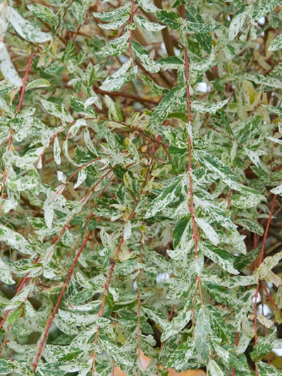 Salix Integra Hakuro Nishiki, Japanische Weide 2 Salix Integra Hakuro Nishiki, Japanische Weide – Bild 2