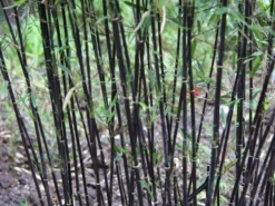 Fargesia Jiuzhaigou 'Deep Purple', Jade Bambus, Rothalmiger Schirm-Bambus 11 Fargesia Jiuzhaigou 'Deep Purple', Jade Bambus, Rothalmiger Schirm-Bambus -Gartenbedarfs Geschäft halme schatten deep purple 1280x1280