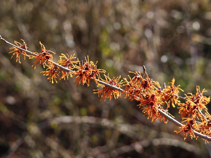 Hamamelis Intermedia 'Aphrodite', Zaubernuss 2 Hamamelis Intermedia 'Aphrodite', Zaubernuss – Bild 2