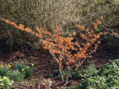 Hamamelis Intermedia 'Aphrodite', Zaubernuss 6 Hamamelis Intermedia 'Aphrodite', Zaubernuss -Gartenbedarfs Geschäft hamamelis aphrodite 1280x1280