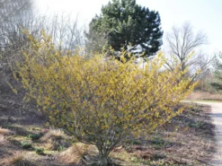 Hamamelis Intermedia 'Arnold Promise', Zaubernuss 5 Hamamelis Intermedia 'Arnold Promise', Zaubernuss -Gartenbedarfs Geschäft hamamelis arnold promise 1280x1280