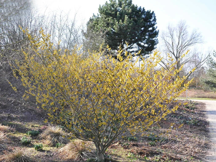 Hamamelis Intermedia 'Arnold Promise', Zaubernuss 3 Hamamelis Intermedia 'Arnold Promise', Zaubernuss – Bild 3