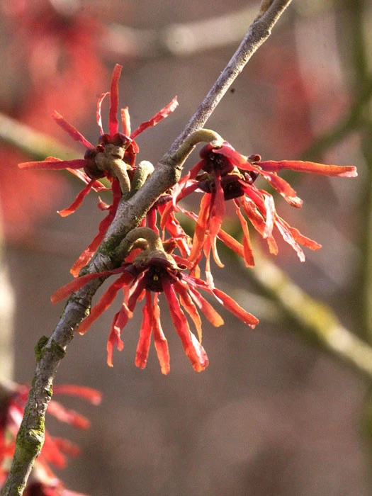 Hamamelis Intermedia 'Diane', Rote Zaubernuss 1 Hamamelis Intermedia 'Diane', Rote Zaubernuss
