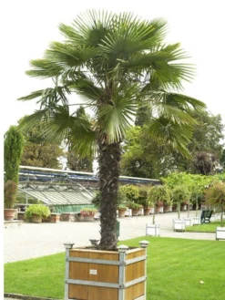 Trachycarpus Fortunei, Fächerpalme, Hanfpalme