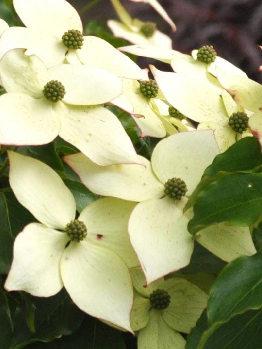 Cornus Kousa 'Milky Way', Japanischer Blumenhartriegel 1 Cornus Kousa 'Milky Way', Japanischer Blumenhartriegel