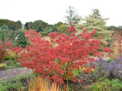 Cornus Kousa 'Satomi', Japanischer Blumenhartriegel 6 Cornus Kousa 'Satomi', Japanischer Blumenhartriegel -Gartenbedarfs Geschäft hartriegel satomi herbst 1280x1280