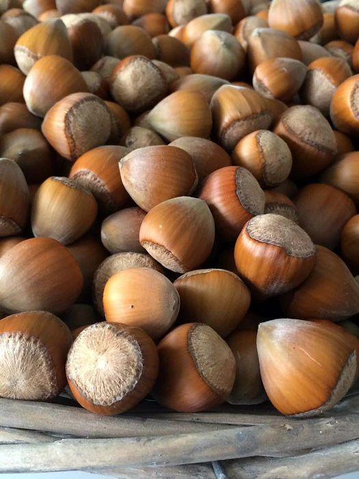 Corylus 'Cosford', Haselnuss 1 Corylus 'Cosford', Haselnuss