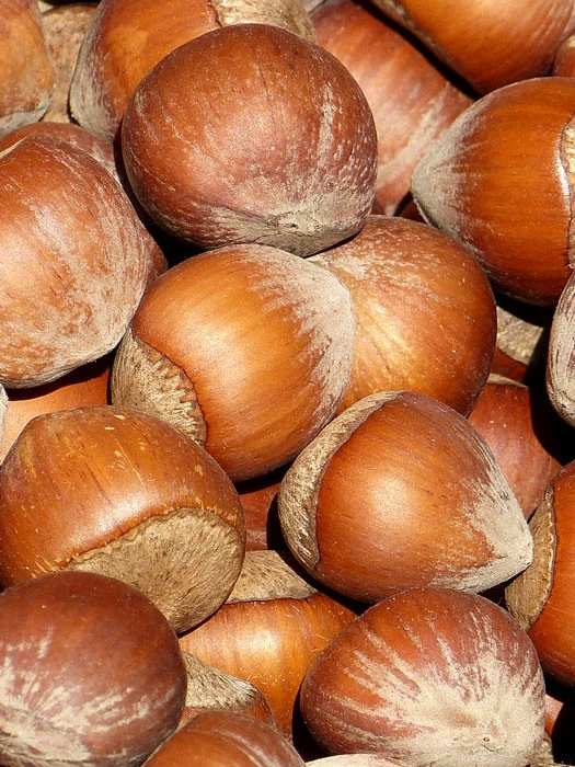 Corylus 'Rote Zellernuss', Haselnuss 1 Corylus 'Rote Zellernuss', Haselnuss