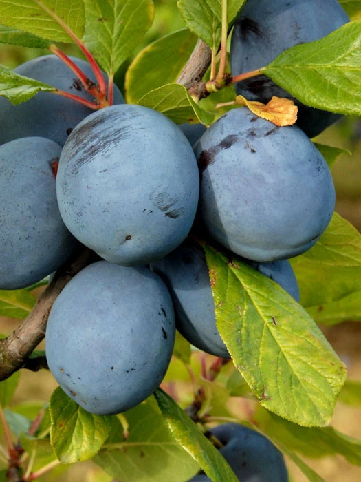 Zwetsche 'Hauszwetsche' 1 Zwetsche 'Hauszwetsche'