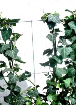 Hedera Helix 'Woerneri' - Immergrüner Efeu - XXL-Produkt 7 Hedera Helix 'Woerneri' - Immergrüner Efeu - XXL-Produkt -Gartenbedarfs Geschäft hecke alm j3 78685 2 1280x1280