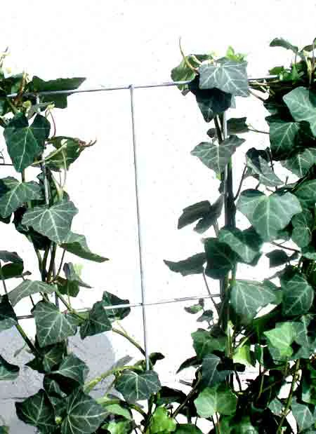 Hedera Helix 'Woerneri' - Immergrüner Efeu - XXL-Produkt 3 Hedera Helix 'Woerneri' - Immergrüner Efeu - XXL-Produkt – Bild 3