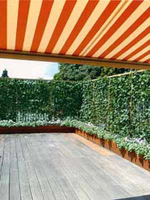 Hedera Helix 'Woerneri' - Immergrüner Efeu - XXL-Produkt 5 Hedera Helix 'Woerneri' - Immergrüner Efeu - XXL-Produkt – Bild 5