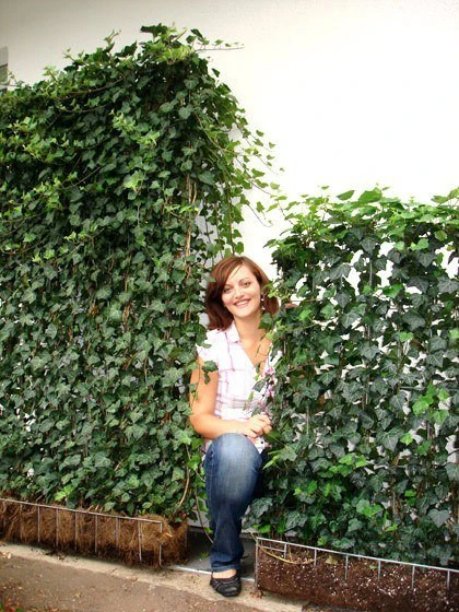 Hedera Helix 'Woerneri' - Immergrüner Efeu - XXL-Produkt 1 Hedera Helix 'Woerneri' - Immergrüner Efeu - XXL-Produkt