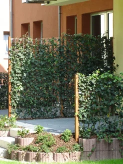 Hedera Helix 'Woerneri' - Immergrüner Efeu - XXL-Produkt 8 Hedera Helix 'Woerneri' - Immergrüner Efeu - XXL-Produkt -Gartenbedarfs Geschäft hedera element 1m j2 78685 3 1280x1280