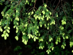 Tsuga Canadensis, Kanadische Hemlockstanne 6 Tsuga Canadensis, Kanadische Hemlockstanne -Gartenbedarfs Geschäft hemlocktanne nadeln55599f5729b5d 1280x1280