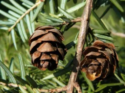 Tsuga Canadensis, Kanadische Hemlockstanne 7 Tsuga Canadensis, Kanadische Hemlockstanne -Gartenbedarfs Geschäft hemlocktanne zapfen55599f5753938 1280x1280