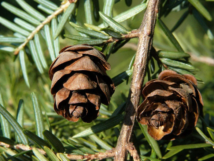 Tsuga Canadensis, Kanadische Hemlockstanne 4 Tsuga Canadensis, Kanadische Hemlockstanne – Bild 4