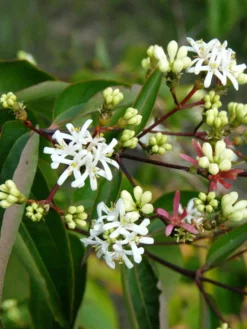 Heptacodium Miconioides, Strauch Der Sieben Söhne Des Himmels